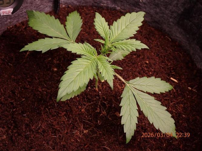 Purple Lemonade Auto. Week 3 - Day #20