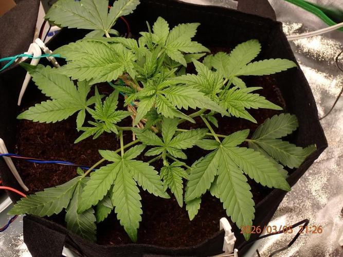 (STS) West Coast O.G Auto Run #2. Week 5 - Day #41