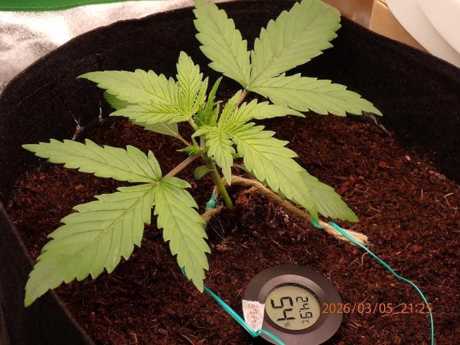 Sour Jealousy Auto. Week 3 - Day #18