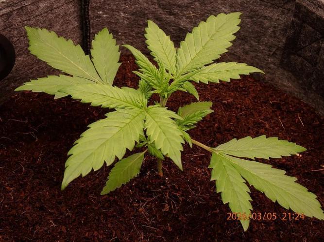 Purple Lemonade Auto. Week 3 - Day #21