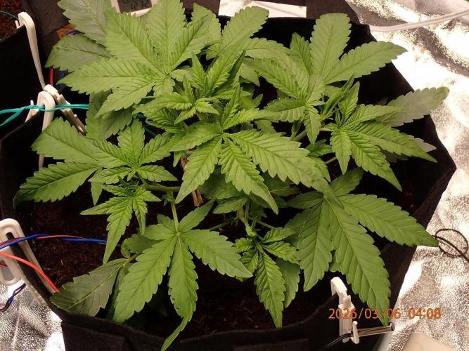 (STS) West Coast O.G Auto Run #2. Week 5 - Day #42