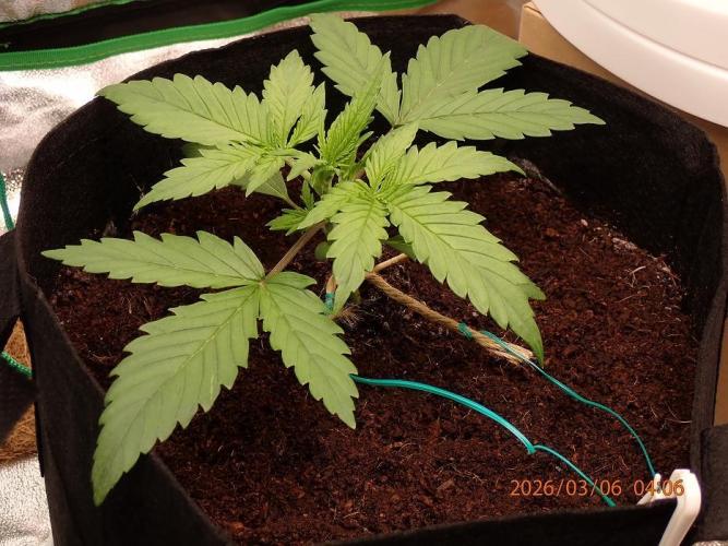 Sour Jealousy Auto. Week 3 - Day #19