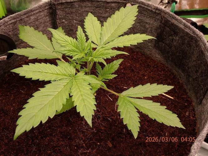 Purple Lemonade Auto. Week 3 - Day #22