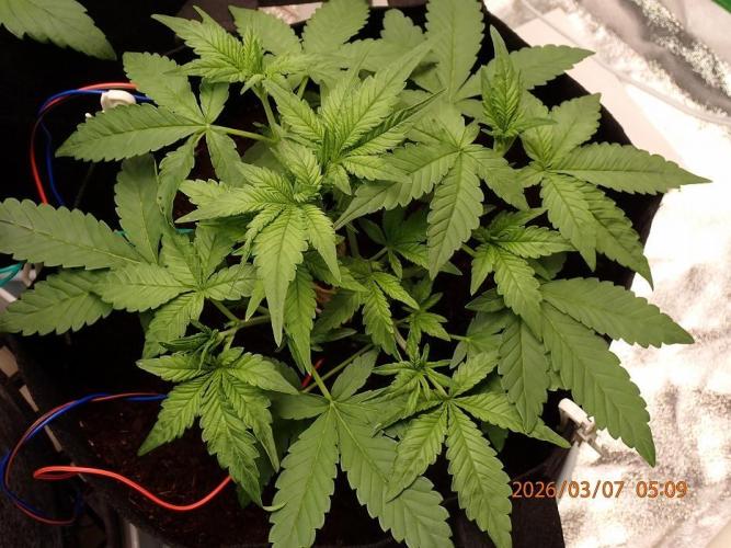 (STS) West Coast O.G Auto Run #2. Week 5 - Day #43