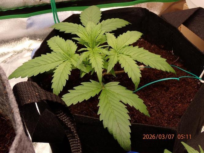 Sour Jealousy Auto. Week 3 - Day #20