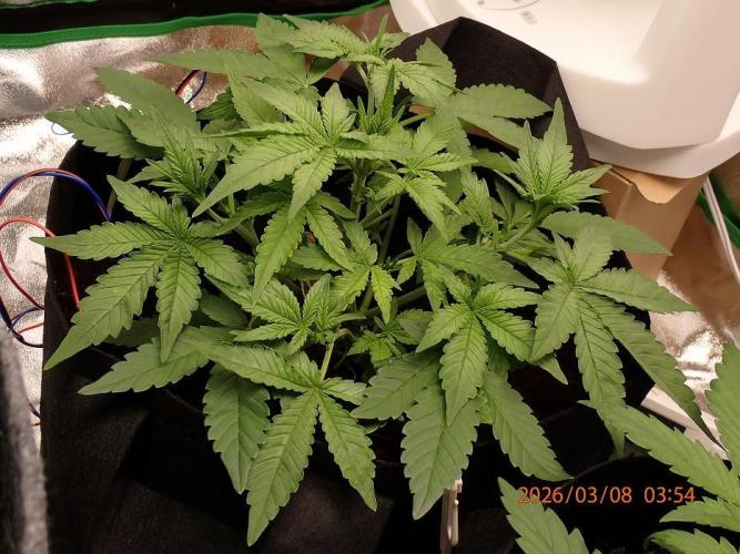 (STS) West Coast O.G Auto Run #2. Week 5 - Day #44