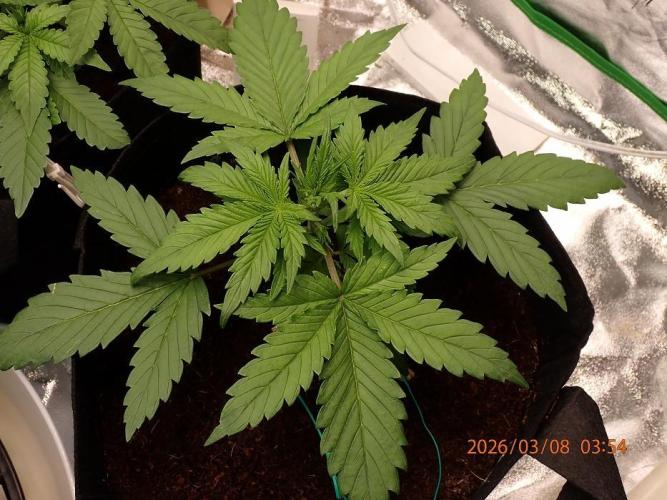 Sour Jealousy Auto. Week 3 - Day #21