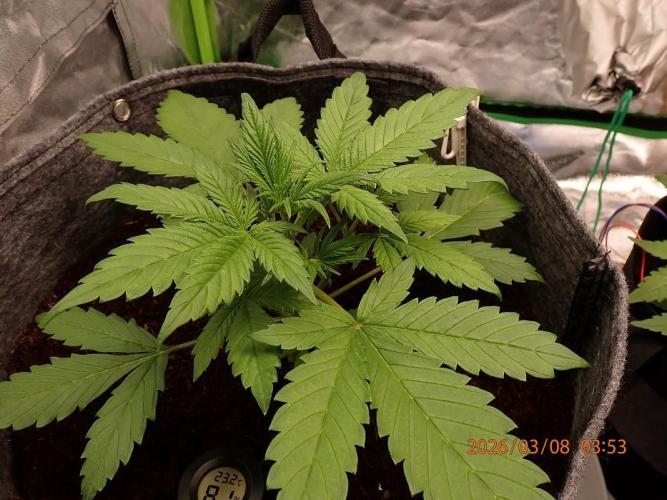 Purple Lemonade Auto. Week 4 - Day #24