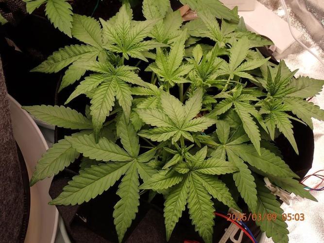 (STS) West Coast O.G Auto Run #2. Week 5 - Day #45