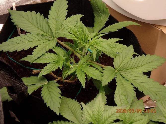 Sour Jealousy Auto. Week 3 - Day #22