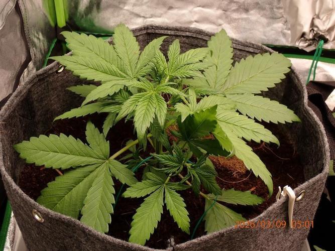 Purple Lemonade Auto. Week 4 - Day #25