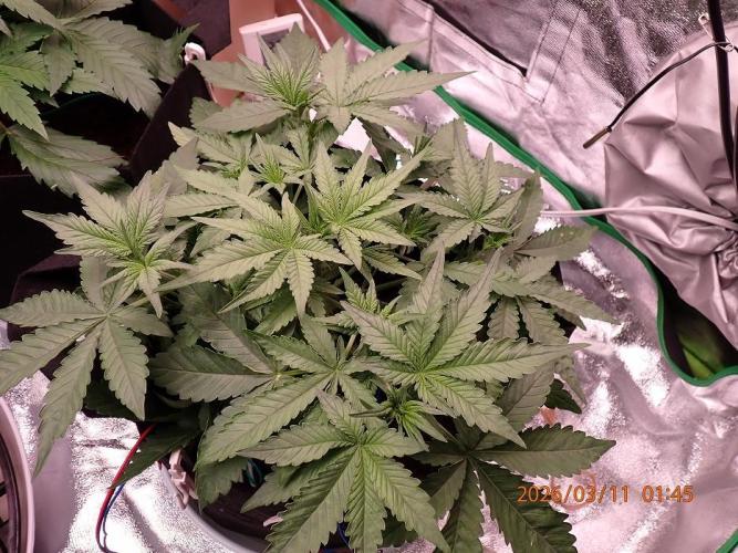 (STS) West Coast O.G Auto Run #2. Week 6 - Day #47
