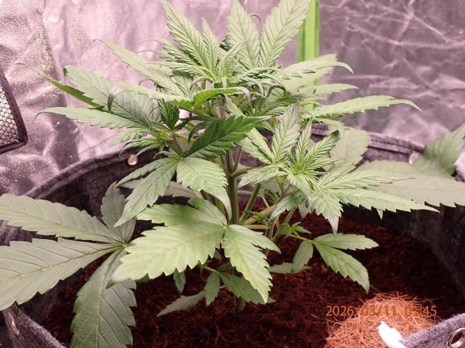 Purple Lemonade Auto. Week 4 - Day #27