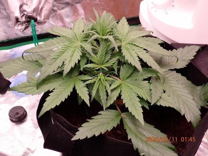 Sour Jealousy Auto. Week 3 - Day #24