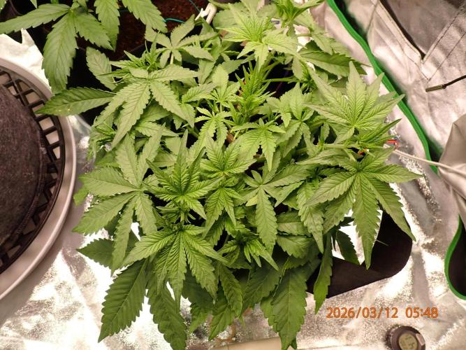 (STS) West Coast O.G Auto Run #2. Week 6 - Day #48