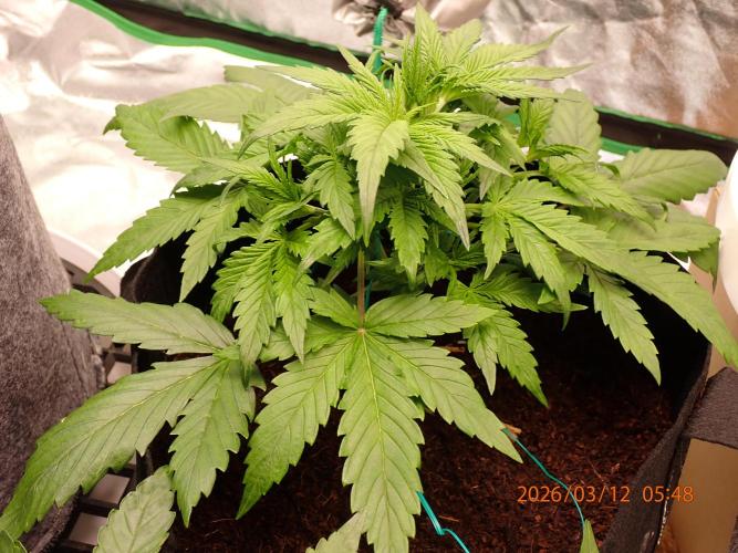 Sour Jealousy Auto. Week 3 - Day #25