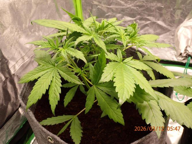 Purple Lemonade Auto. Week 4 - Day #28