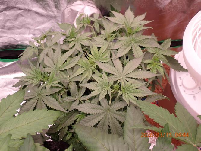 (STS) West Coast O.G Auto Run #2. Week 6 - Day #51