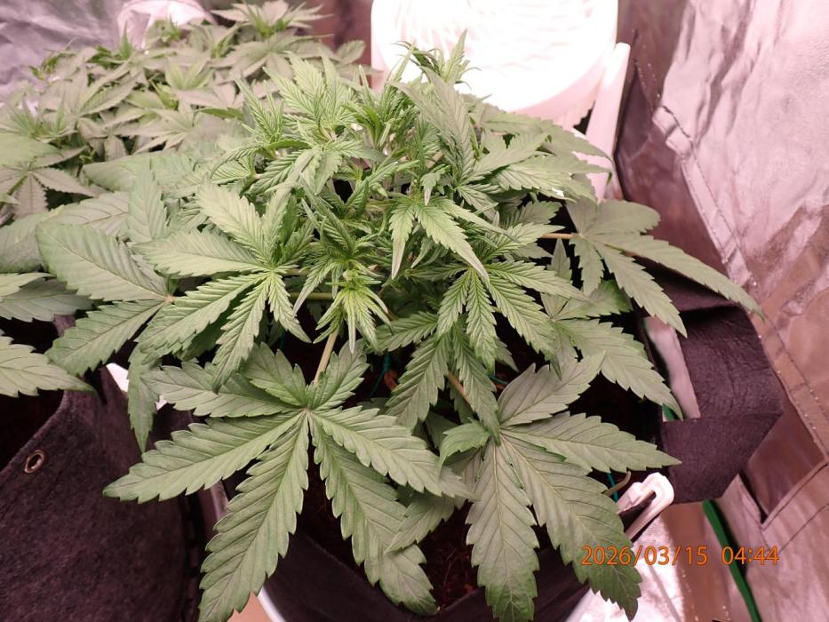 Sour Jealousy Auto. Week 4 - Day #28