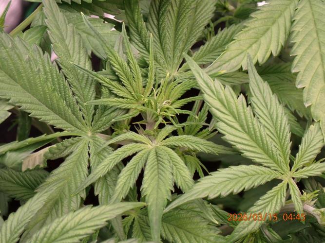 Purple Lemonade Auto. Week 5 - Day #31