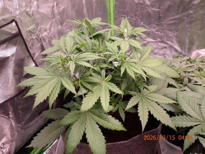 Purple Lemonade Auto. Week 5 - Day #31
