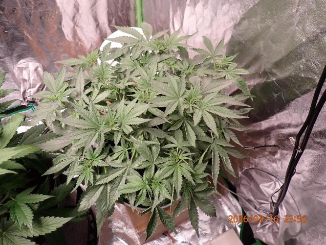 (STS) West Coast O.G Auto Run #2. Week 7 - Day #53