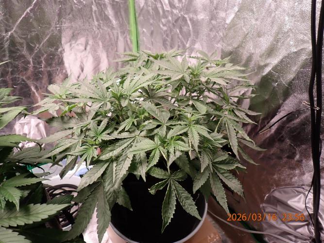 (STS) West Coast O.G Auto Run #2. Week 7 - Day #53
