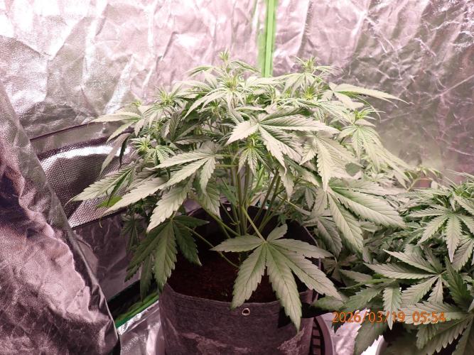 Purple Lemonade Auto. Week 5 - Day #35