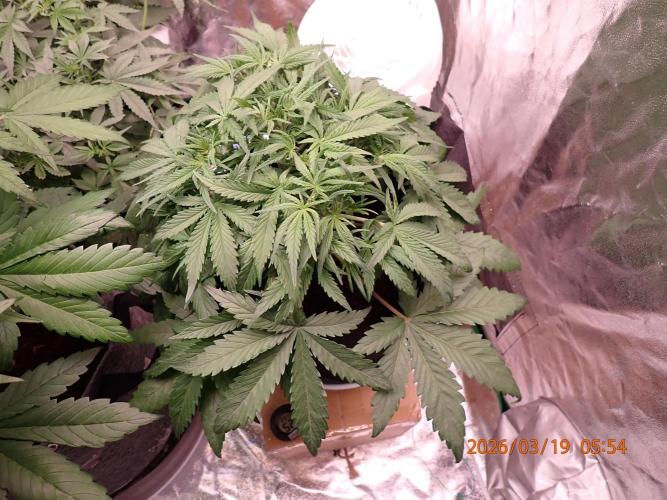 Sour Jealousy Auto. Week 5 - Day #32