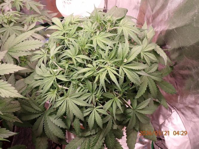 Sour Jealousy Auto. Week 5 - Day #34