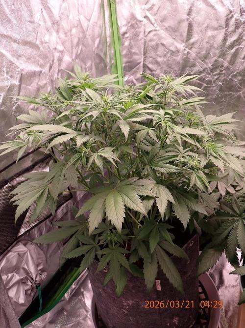 Purple Lemonade Auto. Week 5 - Day #37