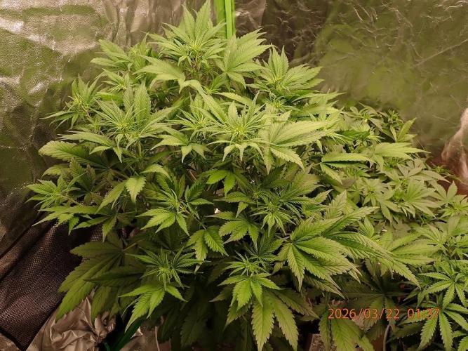 Purple Lemonade Auto. Week 6 - Day #38