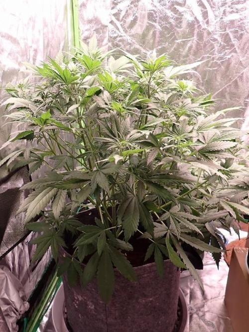 Purple Lemonade Auto. Week 6 - Day #38