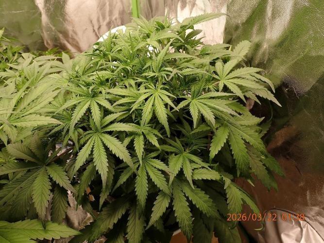 Sour Jealousy Auto. Week 5 - Day #35