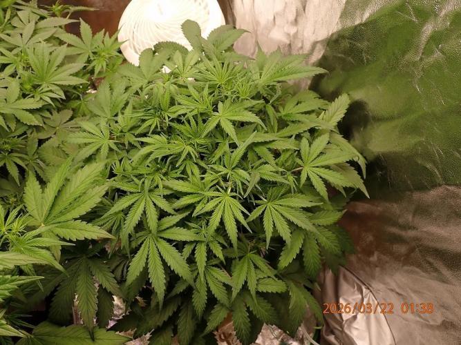 Sour Jealousy Auto. Week 5 - Day #35