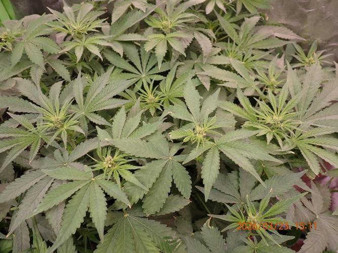 (STS) West Coast O.G Auto Run #2. Week 8 - Day #60