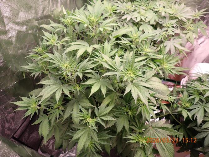Purple Lemonade Auto. Week 6 - Day #40