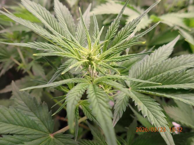 Purple Lemonade Auto. Week 6 - Day #40