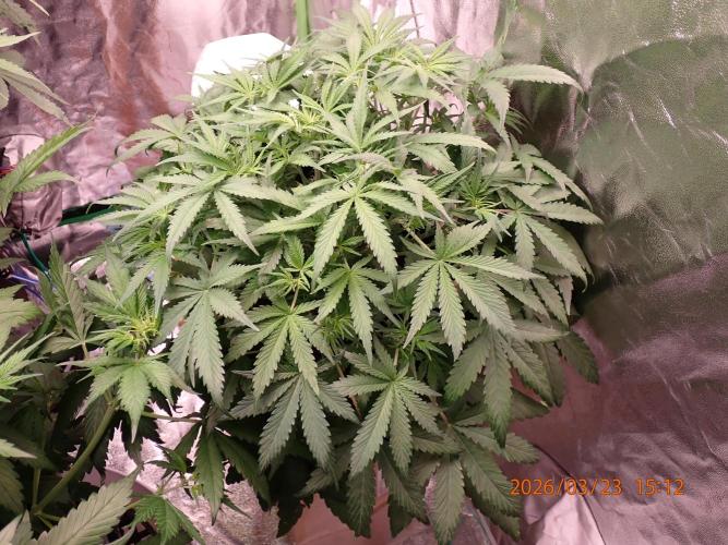 Sour Jealousy Auto. Week 5 - Day #37