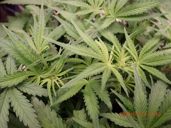 Sour Jealousy Auto. Week 5 - Day #37