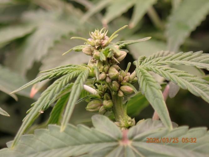 (STS) West Coast O.G Auto Run #2. Week 8 - Day #61