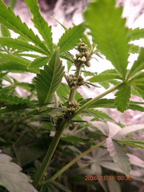 (STS) West Coast O.G Auto Run #2. Week 8 - Day #62