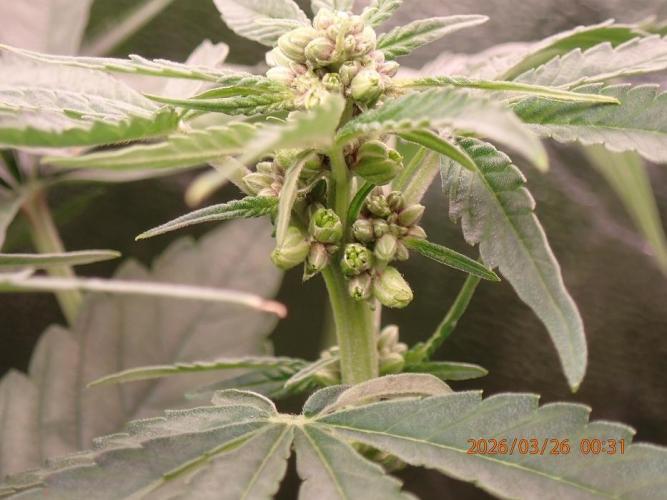 (STS) West Coast O.G Auto Run #2. Week 8 - Day #62
First Banana Observation