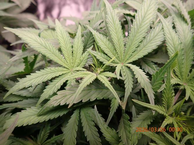 Sour Jealousy Auto. Week 6 - Day #39
