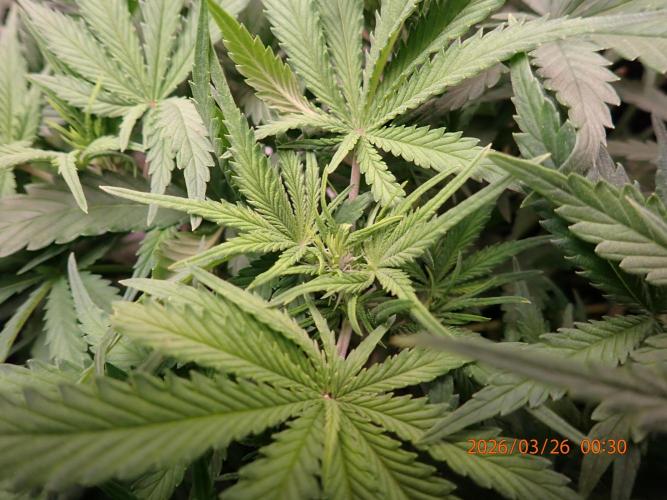 Sour Jealousy Auto. Week 6 - Day #39