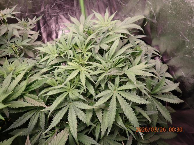 Sour Jealousy Auto. Week 6 - Day #39