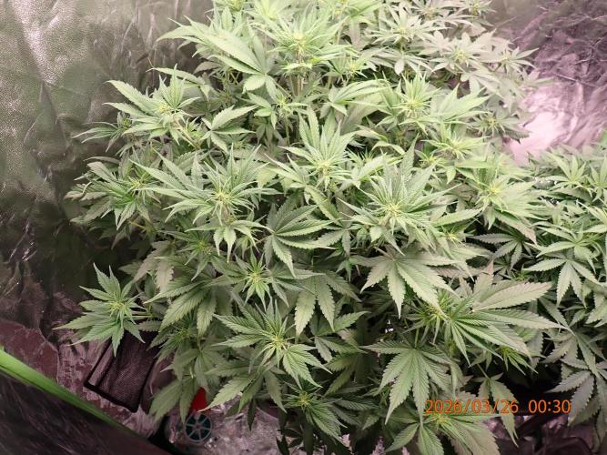 Purple Lemonade Auto. Week 6 - Day #42