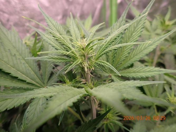 Purple Lemonade Auto. Week 6 - Day #42