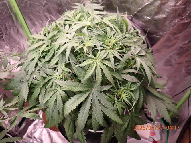 Sour Jealousy Auto. Week 7 - Day #40