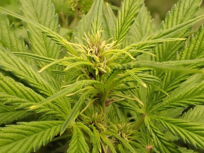 Purple Lemonade Auto. Week 6 - Day #44